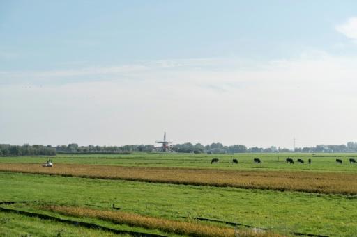 The classic Dutch landscape could soon be growing rice — Lina Selg / AFP