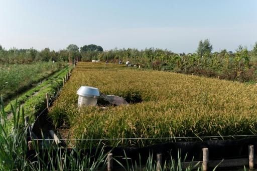 Researchers are carefully monitoring CO2 and methane levels of the rice harvest — Lina Selg / AFP