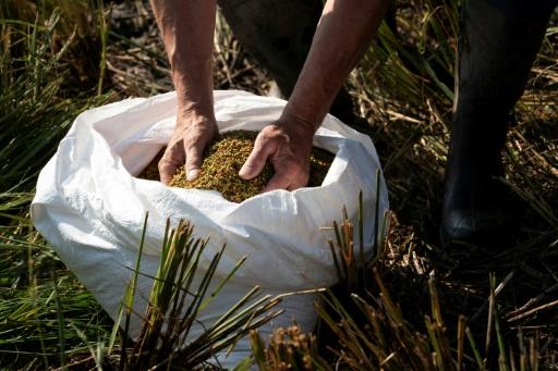 Farmers hope to cultivate around three tonnes of rice in the pilot project — Lina Selg / AFP