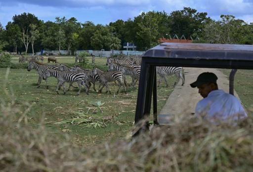 Cuba's cash-strapped state-run National Zoo is home to South America's largest herd of Grant's zebras — YAMIL LAGE / AFP