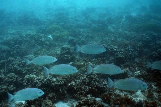Pacific islands to face food shortages over global warming: scientists