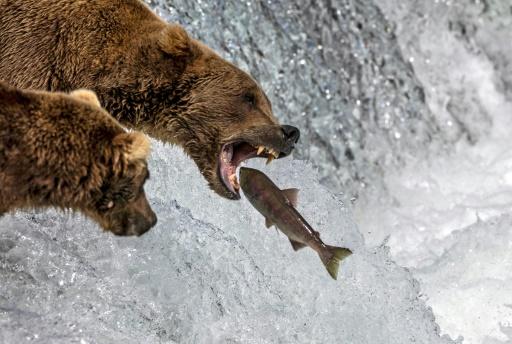 Voting opens in Alaska's annual Fat Bear Week