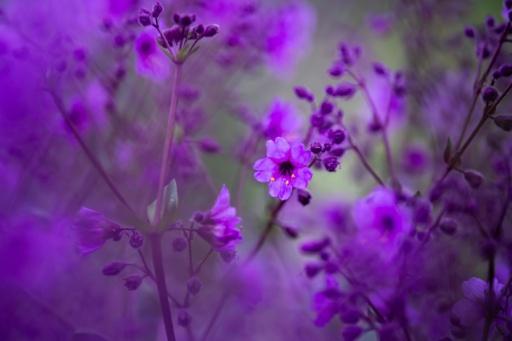 Chile's Atacama Desert blossoms with life after El Nino rains
