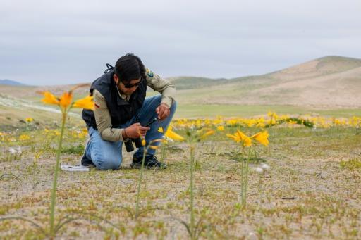 Chile’s flowering desert phenomenon is expected to peak in October — Javier TORRES / AFP