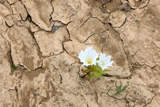 Unusually heavy rain in Chile’s Atacama Desert has coaxed hundreds of species of plants from the ground — Javier TORRES / AFP