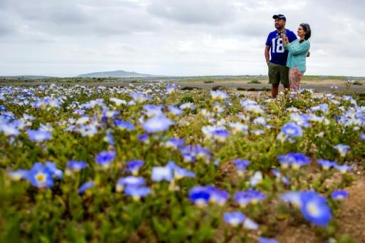 Chilean officials are expecting hordes of tourists to visit Atacama’s flowering desert — Javier TORRES / AFP