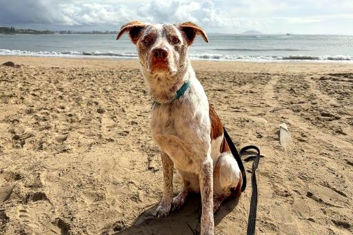 Paw-fect candidate: Australia finds new koala rescue dog