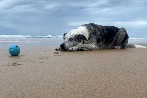 A handout photo from the IFAW taken on February 10 shows Bear, the former koala detection dog, enjoying his retirement on a beach on the Sunshine Coast — Handout / AFP