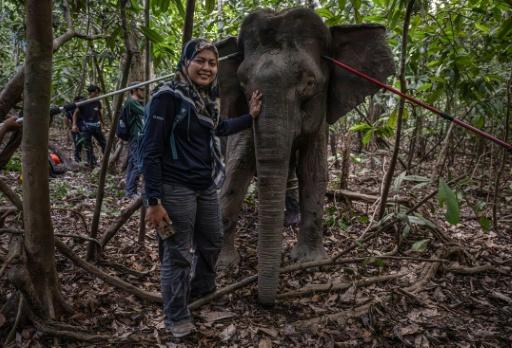 Bornéo: la femme qui murmurait à l'oreille des éléphants