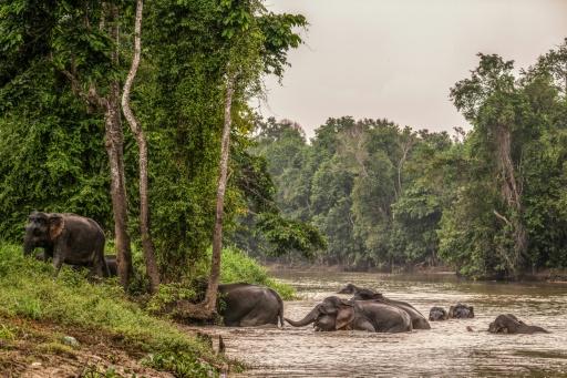 Un troupeau d'éléphants sauvages de Bornéo traversant la rivière Kinabatangan à Sukau, un petit village situé près de Sandakan, dans l'Etat de Sabah, sur l'île de Bornéo, le 25 août 2026 — Mohd Rasfan / AFP