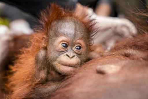A baby orangutan and mother being evacuated — Handout / AFP