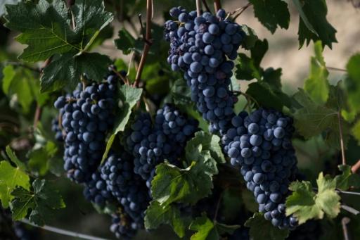 Italy winemakers hail bumper harvest but cut output