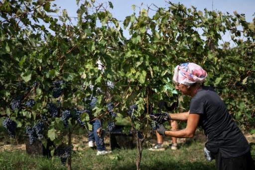 Workers harvested Barbera grapes in Agliano Terme — Marco Bertorello / AFP