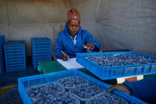 Zimbabwe is Africa's third-largest blueberry producer — Jekesai NJIKIZANA / AFP