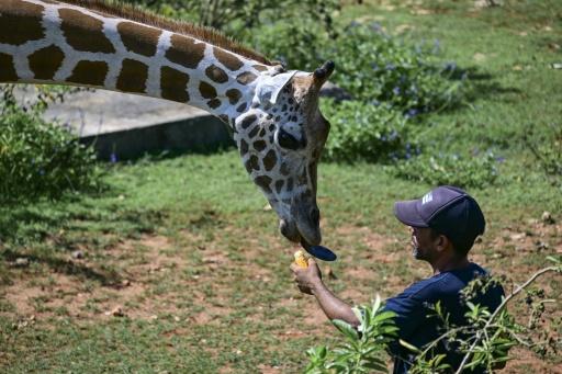 Entre apagones y escasez, el Zoológico Nacional de Cuba lucha por preservar especies protegidas