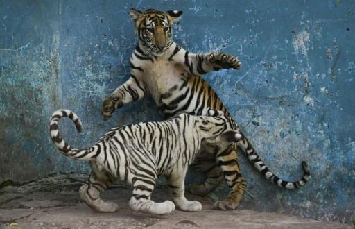 Un cachorro de tigre blanco (Panthera tigris) juega con su hermano en el Zoológico Nacional de La Habana el 15 de septiembre de 2026. — YAMIL LAGE / AFP