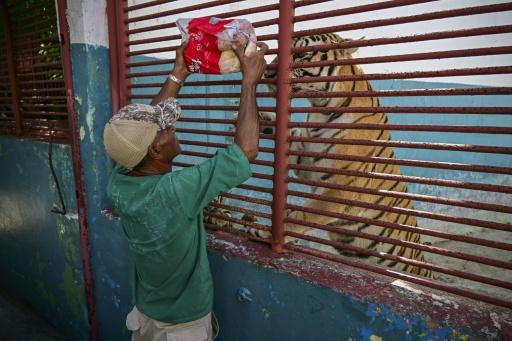 Un trabajador muestra un paquete de pollo donado por una voluntaria a un tigre (Panthera tigris) en el Zoológico Nacional de La Habana el 15 de septiembre de 2026. — YAMIL LAGE / AFP