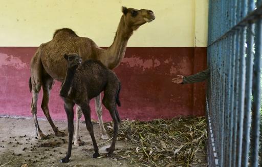 Un trabajador alimenta a dromedarios (Camelus dromedarius) en el Zoológico Nacional de La Habana el 15 de septiembre de 2026. — YAMIL LAGE / AFP