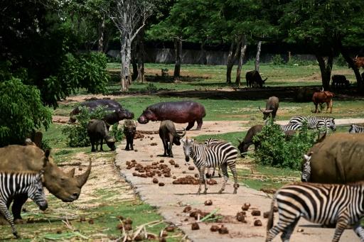 Un grupo de animales, entre ellos hipopótamos (Hippopotamus amphibius), búfalos de agua (Bubalus bubalis), cebras (Equus quagga) y rinocerontes blancos (Ceratotherium simum), se alimenta en el Zoológico Nacional de La Habana el 16 de septiembre de 2026. — YAMIL LAGE / AFP