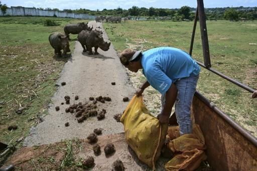 Un trabajador alimenta a rinocerontes blancos (Ceratotherium simum) en el Zoológico Nacional de La Habana el 15 de septiembre de 2026. — YAMIL LAGE / AFP