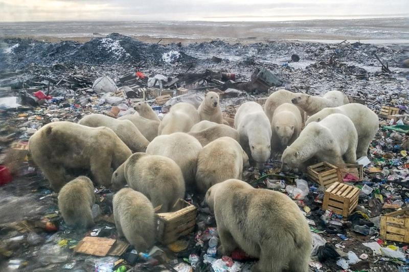 Des ours polaires s'alimentent dans une décharge d'ordures près du village de Belushya Guba, sur l'archipel de Nouvelle-Zemble en Russie. Alexander GRIR/AFP